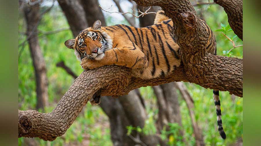 A juvenile Bengal tiger rests on a tree, at Ranthambore 