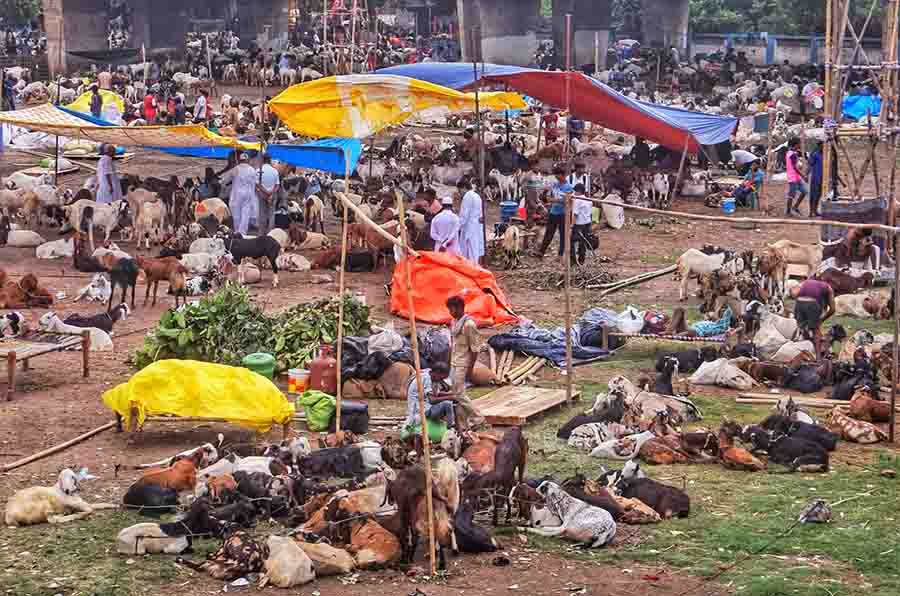Brisk bargaining for goats at Kidderpore on Friday ahead of Bakri Eid