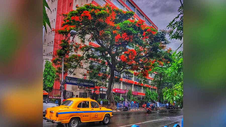 A gulmohar tree is seen in full bloom after a smart shower in Kolkata on Friday