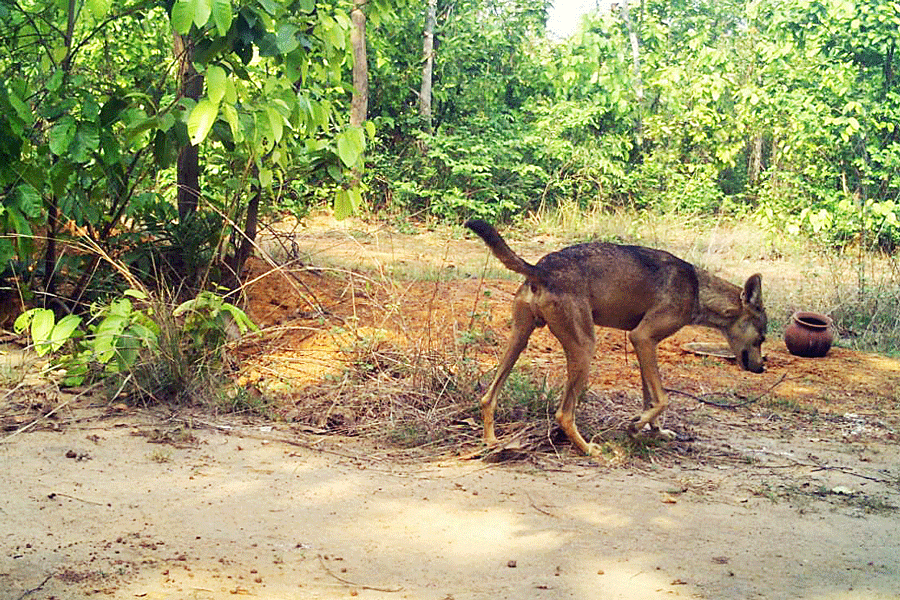 Trap camera images of wolves believed to be part of the same pack in Paschim Bardhaman.
