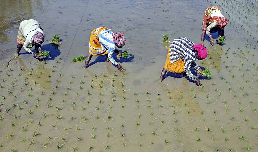 Women labourers plant paddy saplings in Nadia on Saturday with the onset of monsoon