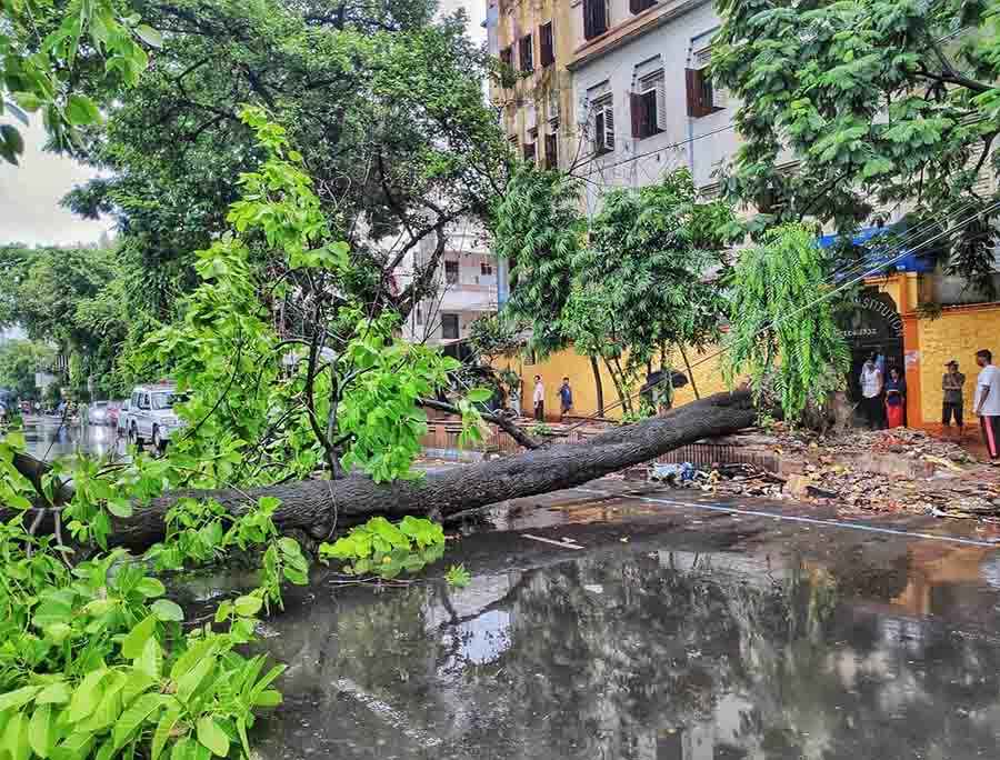 The collapse of a tall tree in the overnight rain blocked the entire southern flank of Rashbehari Avenue opposite Deshapriya Park, obstructing morning traffic flow 