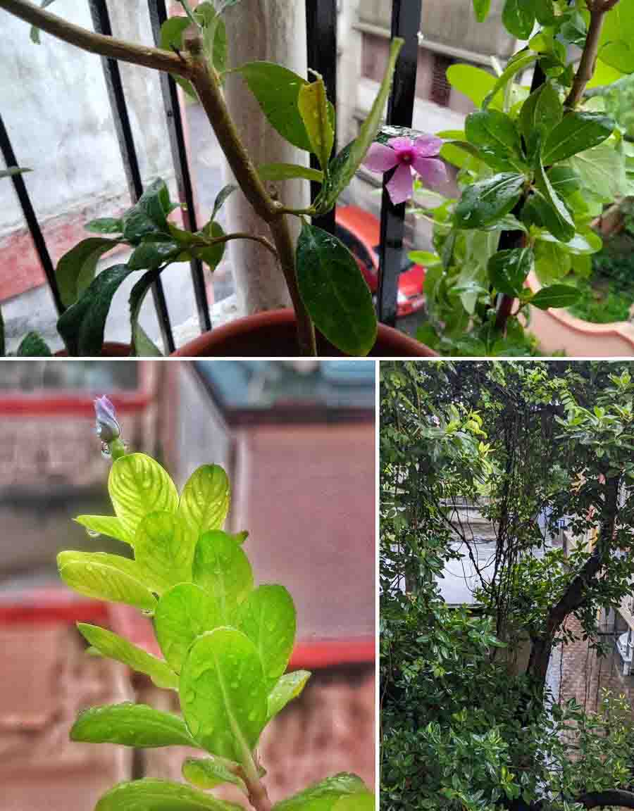 Glistening raindrops on flowers and leaves lent a magical touch to nature and (bottom right) a waterlogged housing complex in Picnic Garden