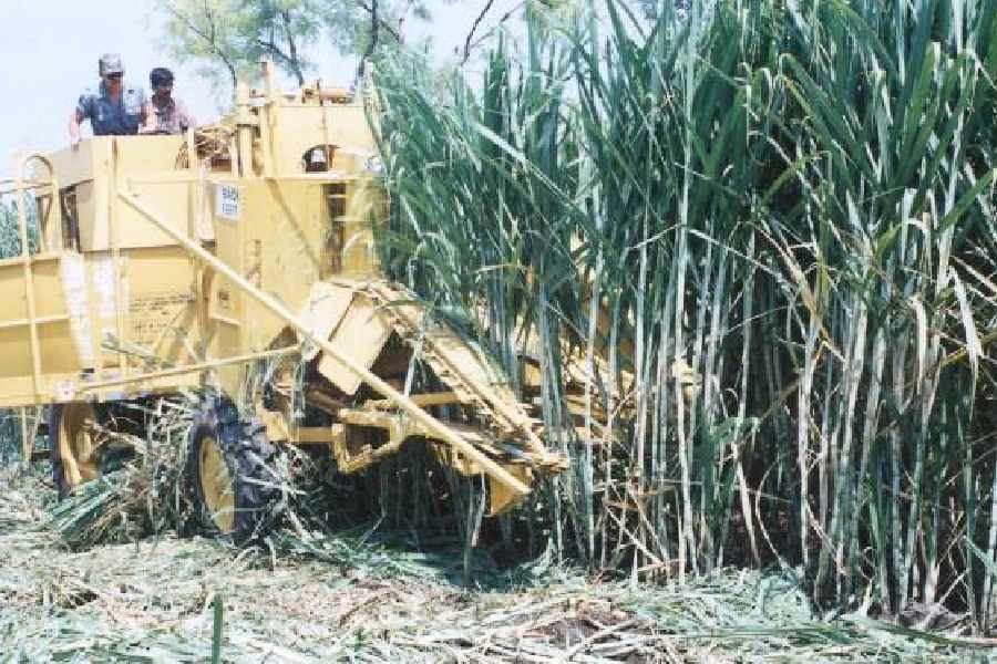 Centre increases sugarcane price in bid to win over farmers ahead of