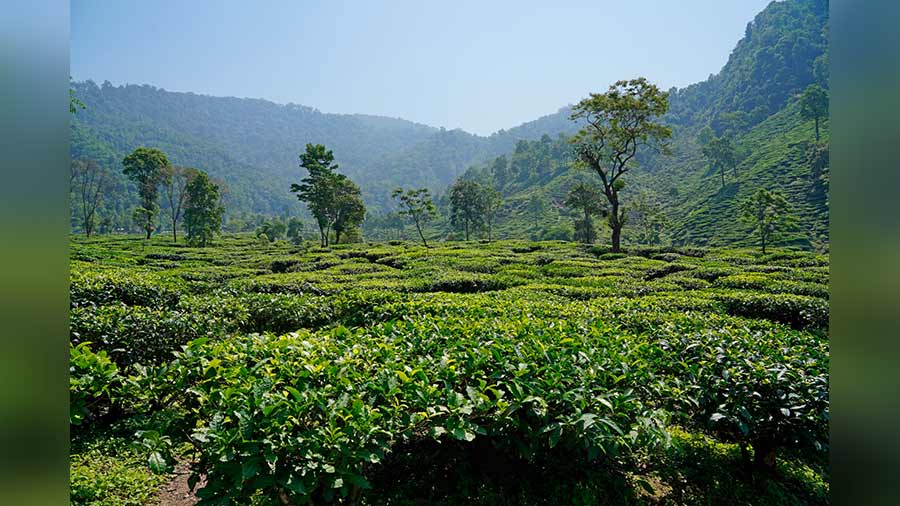 Ambeok Tea Garden is one of the few tea gardens which one passes by while travelling to Lava via Gorubathan