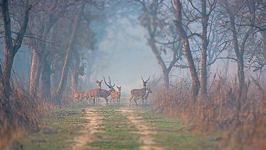 Dudhwa National Park