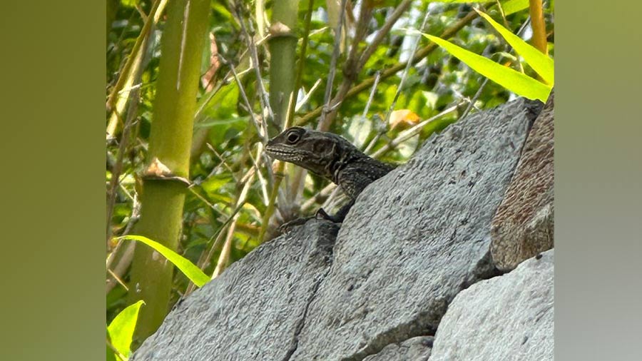 En route from Dehradun to Rishikesh, there is an elephant corridor and leopards are also sighted on the way to Taj Rishikesh. Leopards were not in sight but a lizard popped out to surprise us