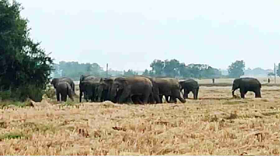 A herd of elephants in south Bengal. 