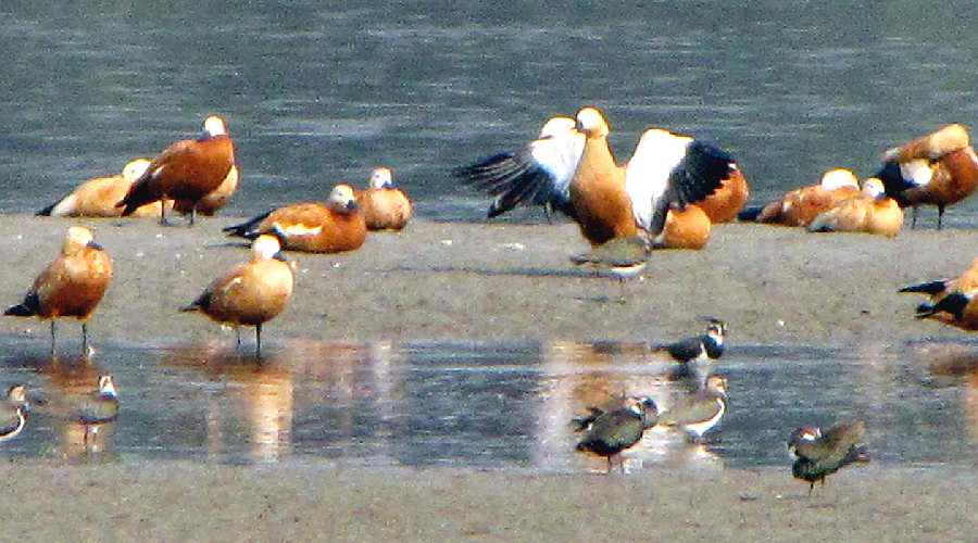 birding-north-bengal-to-hold-birding-festival-aim-on-asian-birding