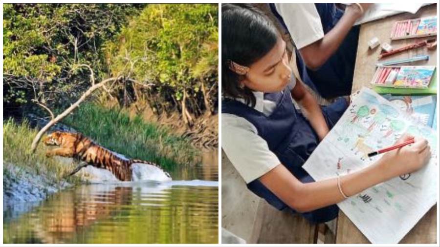 The tiger the children saw during their trip to the Sunderbans on Friday (left); A sit-and-draw contest organised by the Sunderbans Tiger Reserve at a forest camp in the Basirhat range on Friday