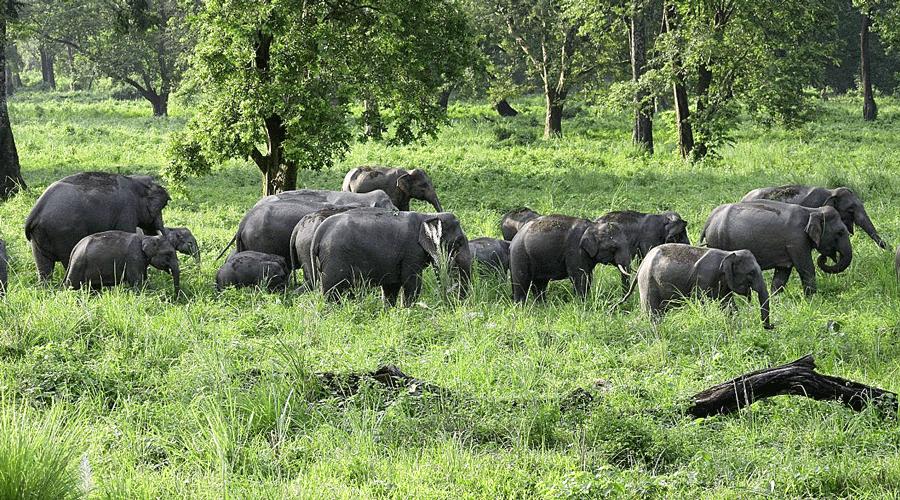 A herd of elephants in Jaldapara.
