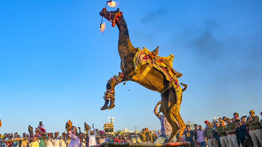 A camel during the International Holi festival, in Pushkar. 