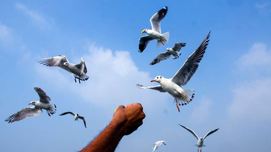 While feeding the seagulls is prohibited, no rules are followed on board the ferry 