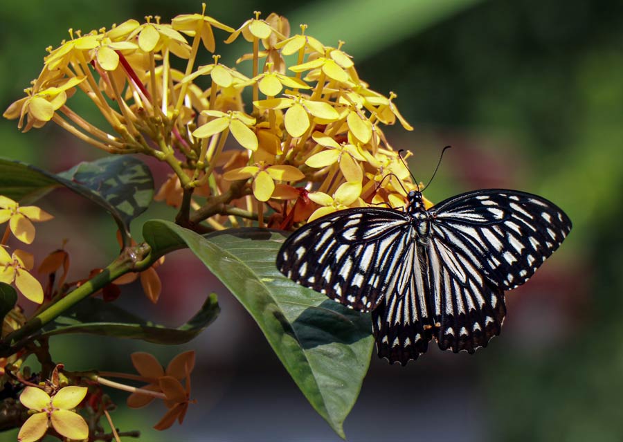 A butterfly sits on a flower at Ruppur in Birbhum district on Monday  