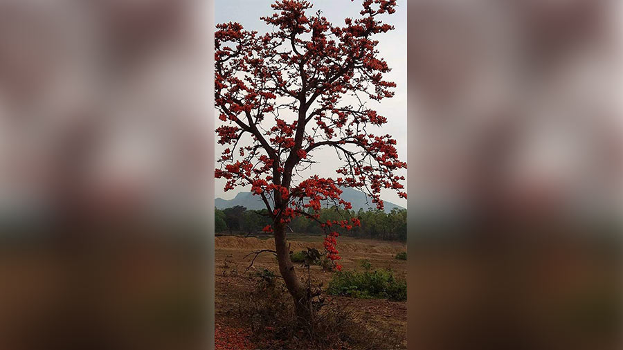 Palash flowers bloom in and around Bheti graam in Purulia district of West Bengal, heralding the advent of spring  