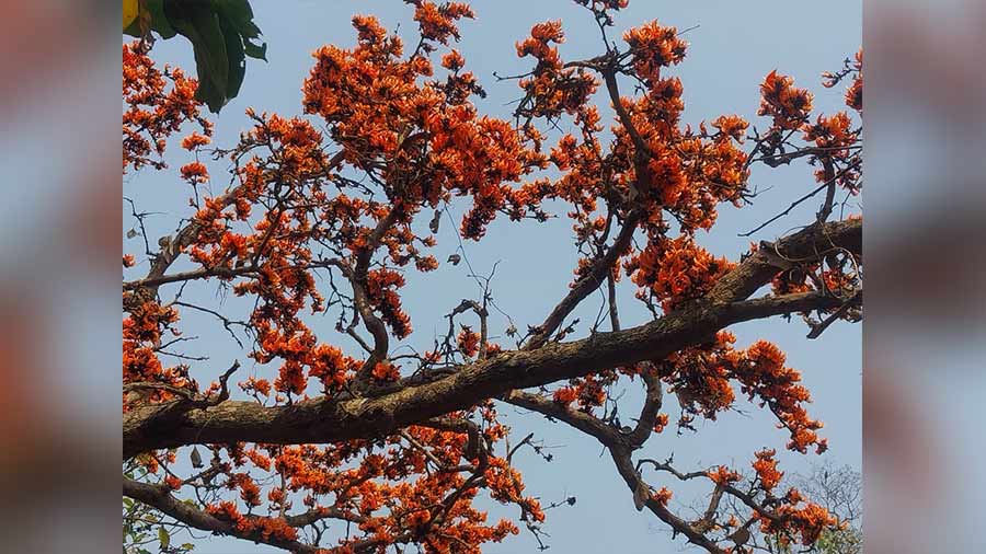 In Palashtala, Bankura, people visiting are left overwhelmed by the red colour of palash flowers. In mythology, it has been compared to the red nails of Kamadeva or Cupid