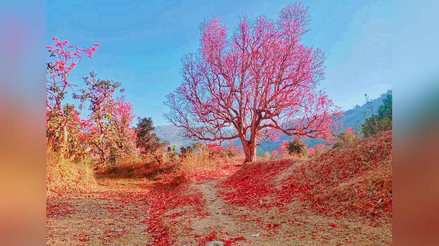 The palash tree is known for innumerable qualities like creating medicine, lac or butea gum but for a writer longing for inspiration, the pinkish-red hues of its petals would get them started on a fresh creative journey