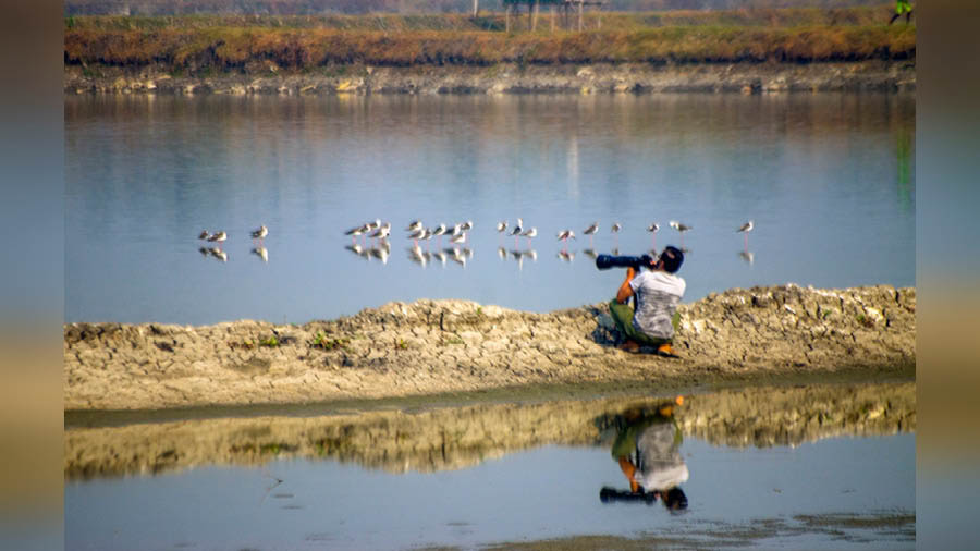 A birder points his camera towards a group of Black Winged Stilts 
