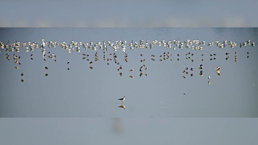 Birds at Kamduni wetlands. Black Winged Stilt in foreground and Pied Avocet in background