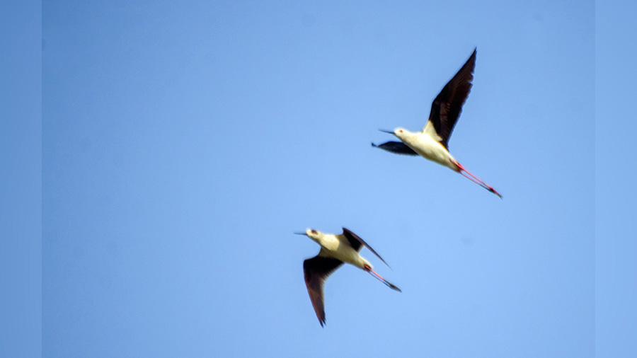 A pair of Black Winged Stilts in flight 