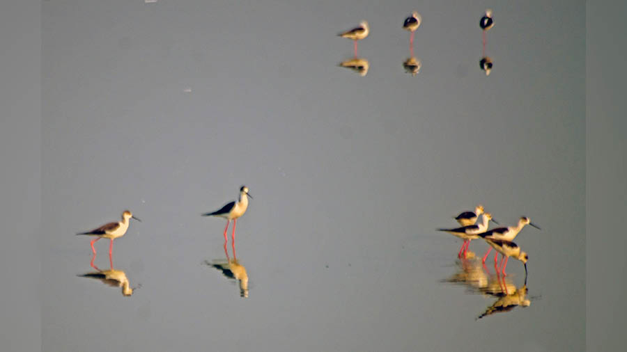 A group of Black Winged Stilts wade through the shallow wetlands (bheri) of Kamduni 