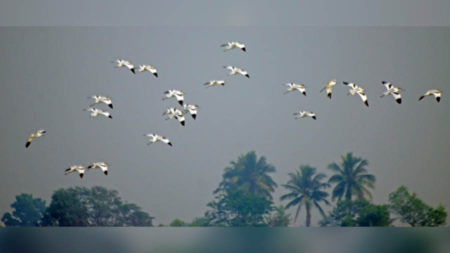 A flock of Pied Avocet in flight 