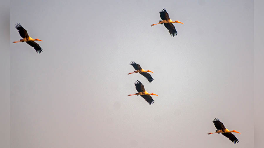 A flock of Painted Storks welcomes visitors to the Kamduni birding spot 