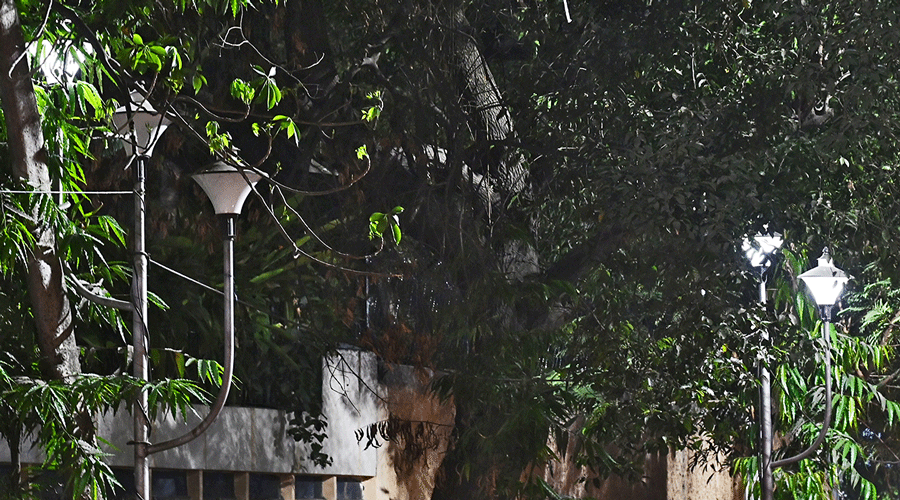 Trident lamps along Southern Avenue hidden behind foliage on Saturday evening.