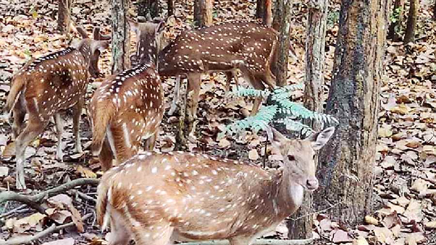 Deer graze in Bengal Safari Park near Siliguri