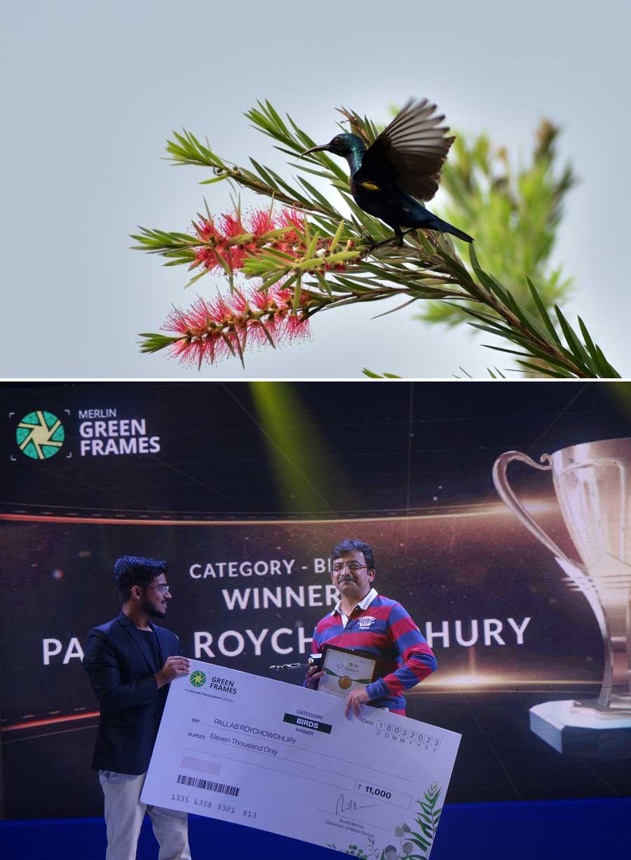 Pallav Roy Choudhury won under the category “Birds: Their habits and habitats” and was also declared the overall winner of Merlin Green Frames