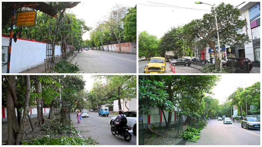 Trimmed trees along Gurusaday Dutt Road on Monday. Branches were cut so the street lamps can better illuminate the stretch