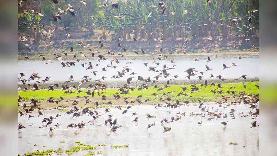 A flock of Lesser Whistling Ducks take flight from the Motijheel Lake 
