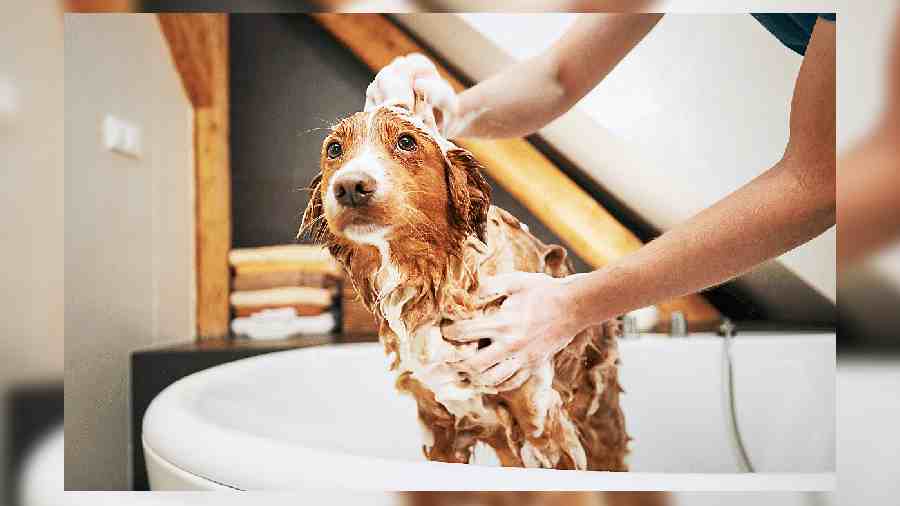 Groom your dogs enough to keep them cool and tick-free