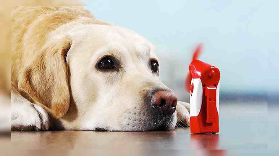 Keep your four-legged buddies indoors this summer