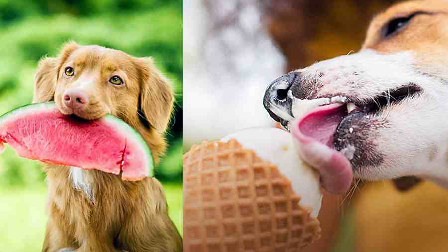 (l-r) Help your fur babe beat the heat! Give them juicy fruits..., Introduce probiotics and vanilla ice cream to their diets and keep your pooches hydrated