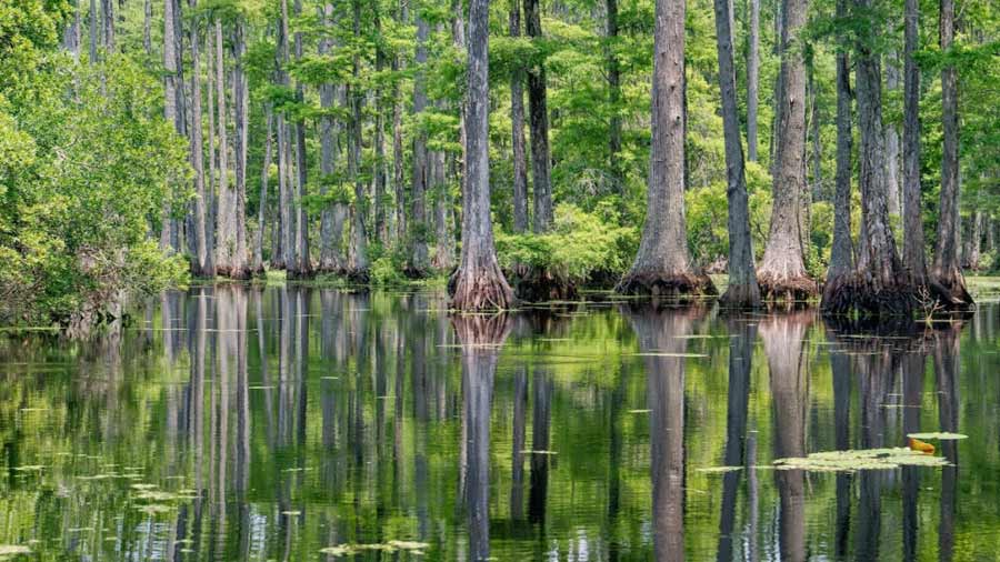 Cypress Gardens 