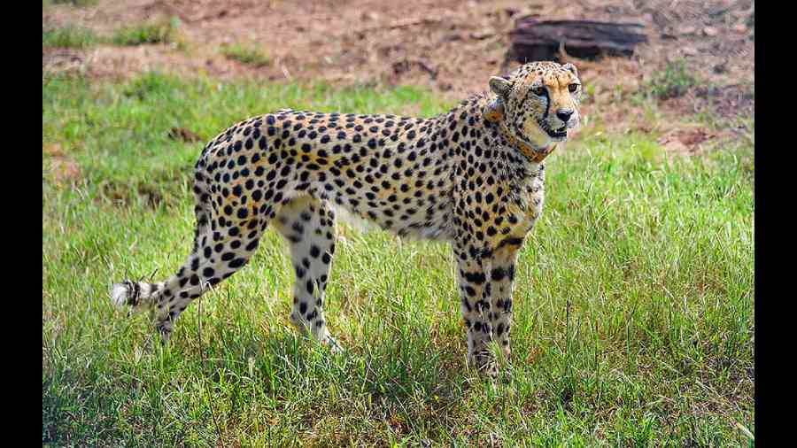 Kuno National Park | Kuno National Park awaits cheetah births ...