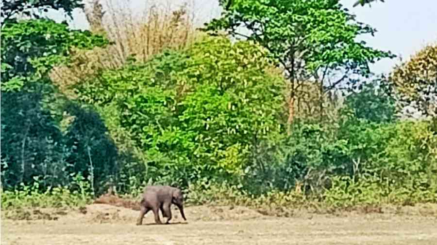 The elephant that was tranquillised on Tuesday