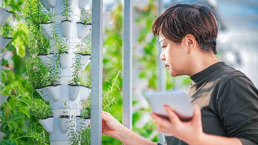 Hydroponic mint cultivation