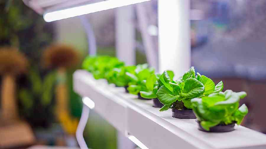Green plants growing in pots in a hydroponic tank