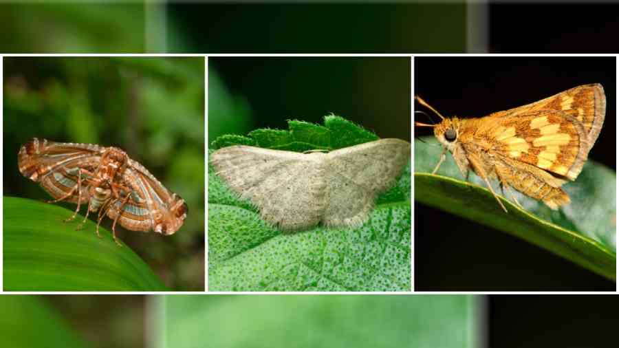 Different stripes: (L-R) Picture-winged Leaf Moth, Wax Moth, Peck's Skipper Moth
