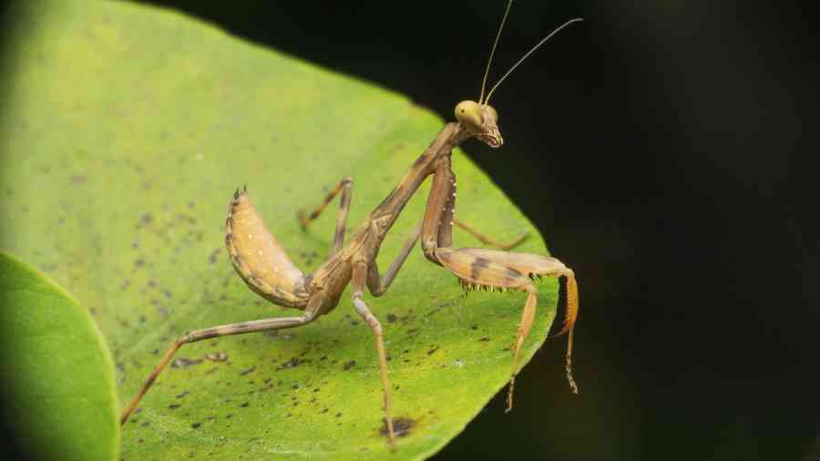 A praying mantis
