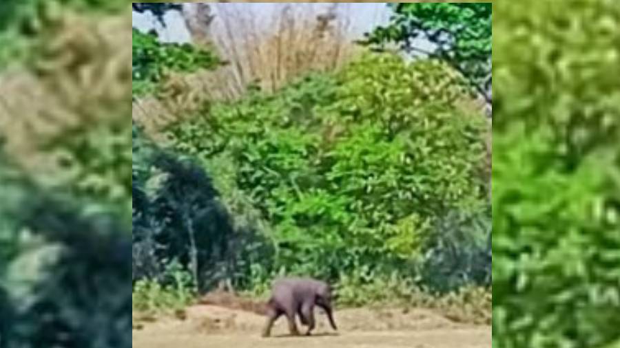 A rogue elephant that was tranquilised near Midnapore town on Tuesday.