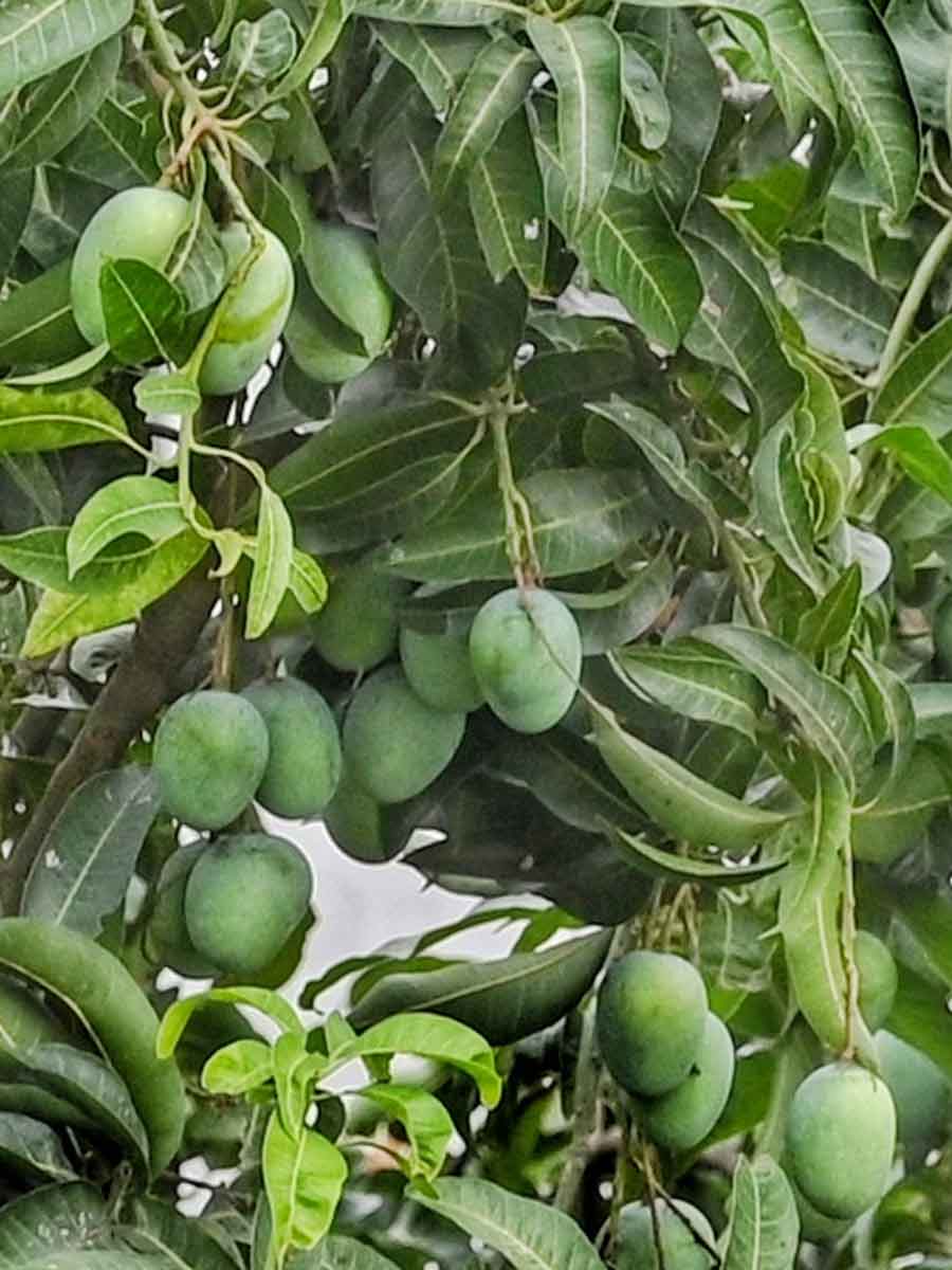 It’s the season of mangoes and there seems to be a bounty this year