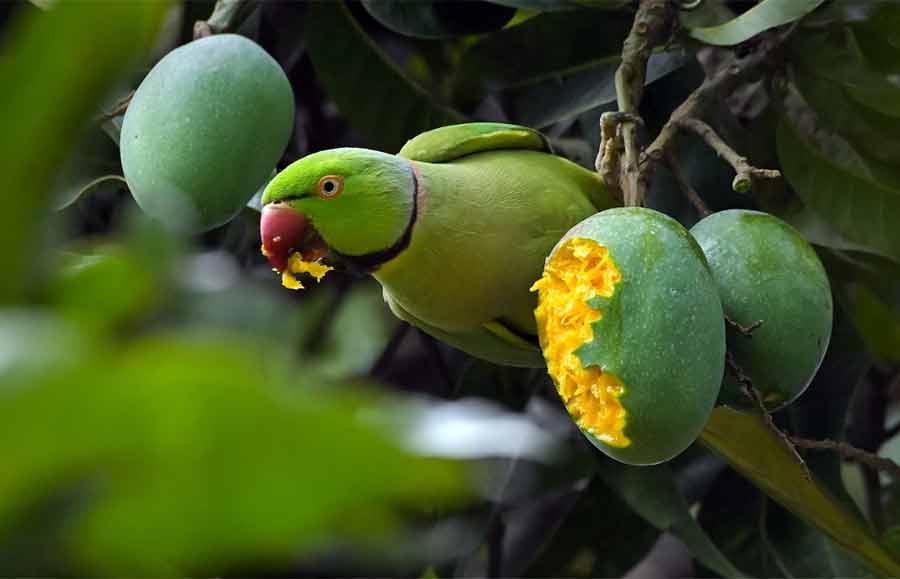 A parakeet nibbles on a ripe mango at an orchard in Nadia on Tuesday  