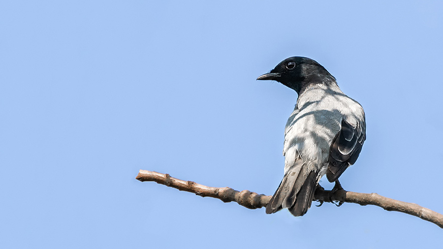 A beautiful black-headed cuckooshrike on Piyali Island — a bird-watching haven