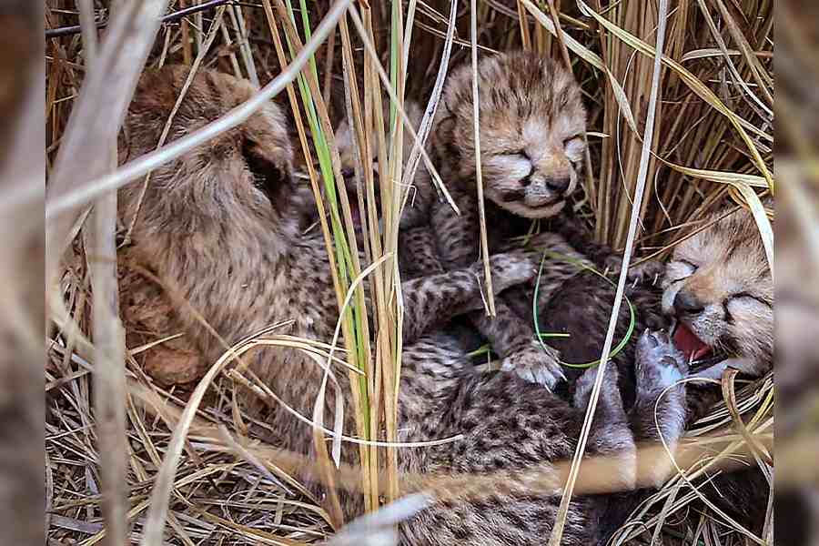 Kuno National Park Starvation Deaths Of Three Cheetah Cubs Throws Up Conflict To Help Or Not 7439