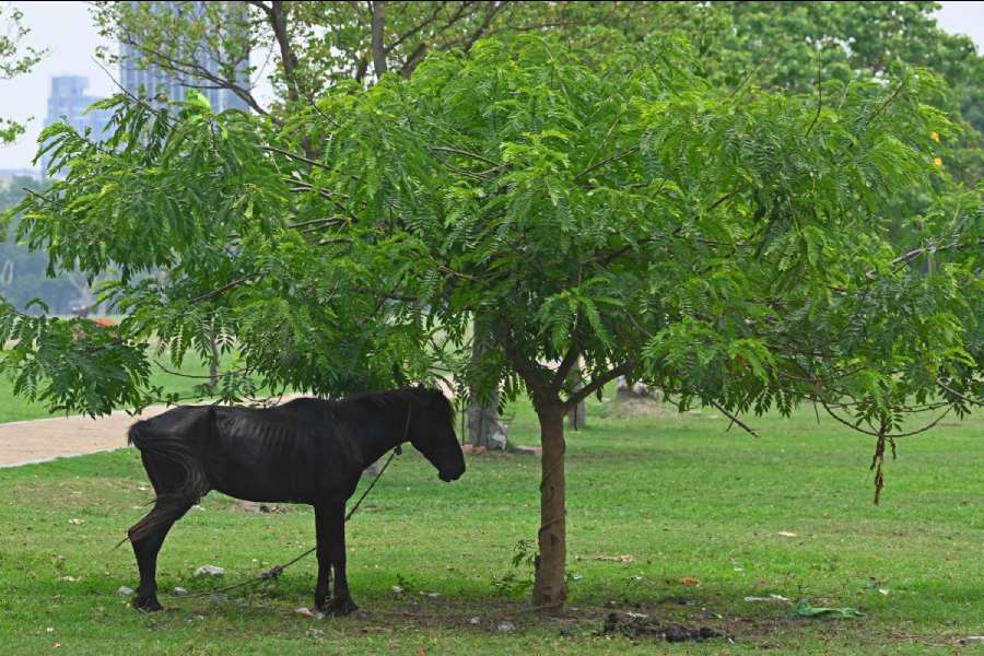 A horse rests under a tree on the Maidan on Saturday morning. The maximum temperature in the city on Saturday was 36 degrees Celsius