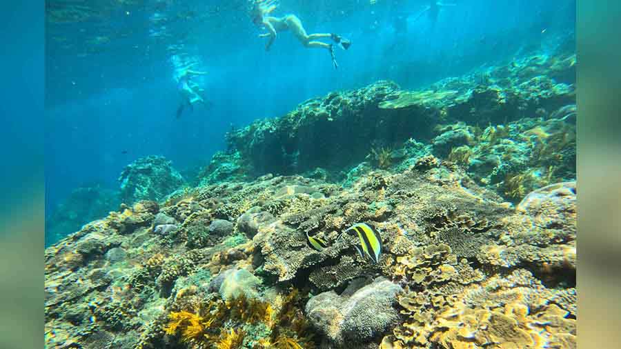 Snorkelling in the Gili T waters 