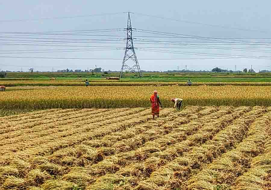  Paddy being harvested in a Birbhum village on Sunday  